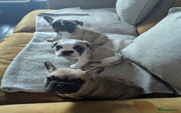 French Bulldog dogs for sale: REDUCED Adorable French Bulldog Puppies  - Image 12