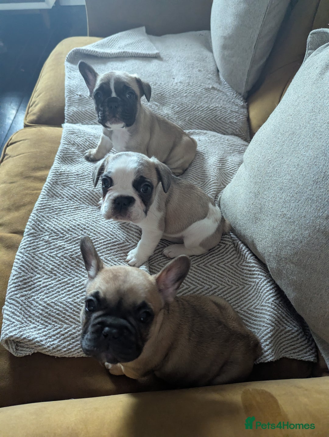 French Bulldog dogs for sale: REDUCED Adorable French Bulldog Puppies  - Image 12