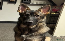 German Shepherd dogs for sale: Lovely shepherds  - Advert 18