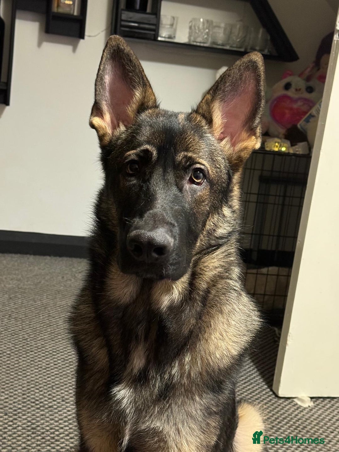 German Shepherd dogs for sale: Lovely shepherds  - Advert 18