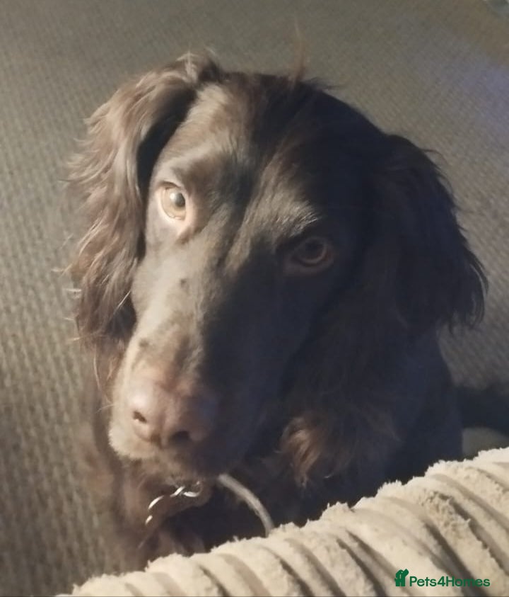 Cocker Spaniel dogs Milo 6 1/2 year old cocker spaniel  - Advert 2