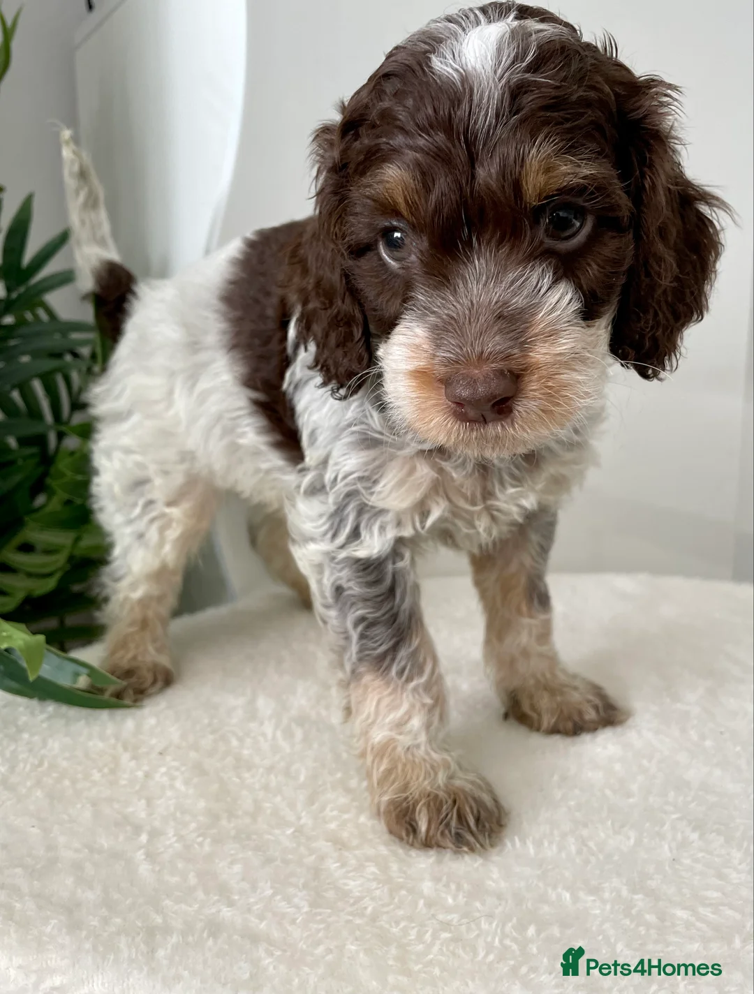 Cockapoo dogs for stud: TRICOLOUR F1 PROVEN ATAT CERTIFIED COCKAPOO STUD in Bromley - Advert 15