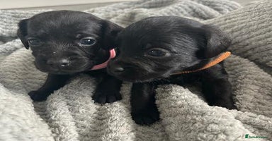 Mixed Breed dogs - Advert 5