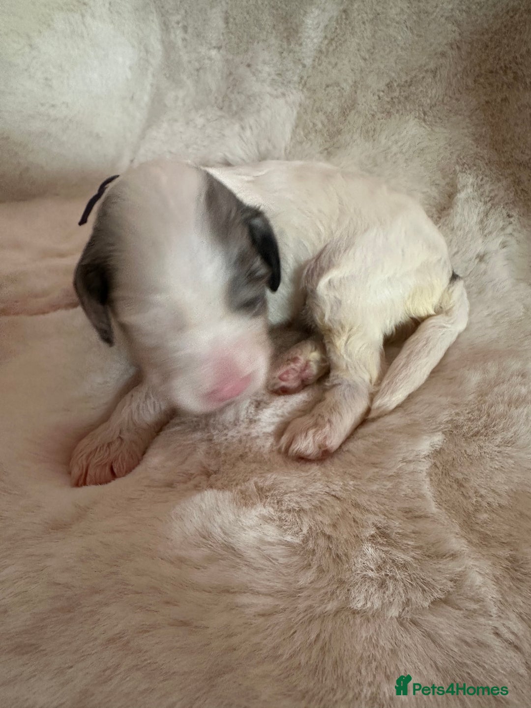 Cockapoo dogs for sale: Beautiful cockapoo puppies delivery possible - Image 29