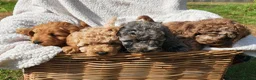 Cockapoo dogs for sale: 5 Loving cockapoos  - Advert 5