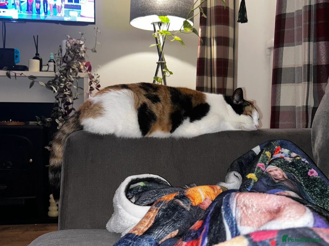 Mixed Breed cats for sale: Beautiful 3 year old cat ***free*** - Advert 8