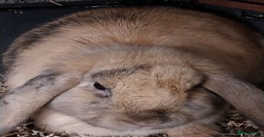 Mini Lion Lop rabbits - Advert 5