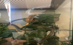Gecko reptiles for sale: Male crested gecko and tank - Image 5