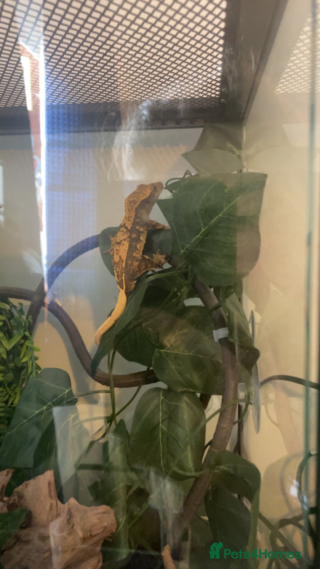 Gecko reptiles for sale: Male crested gecko and tank - Image 5