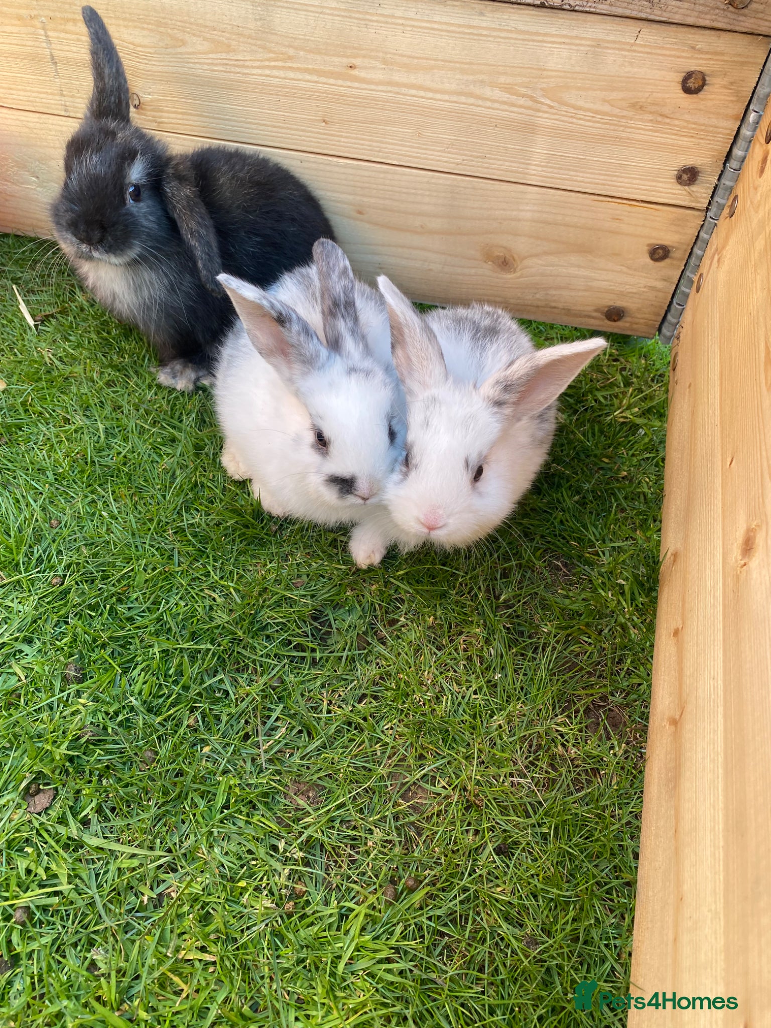 Mixed Breed rabbits Baby rabbits for sale ready now - Advert 3