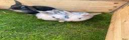 Mixed Breed rabbits for sale: Baby rabbits for sale ready now in Redditch - Advert 1