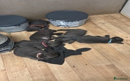 Staffordshire Bull Terrier dogs for sale: 6 x stunning blue eyed staffs puppies - Image 4