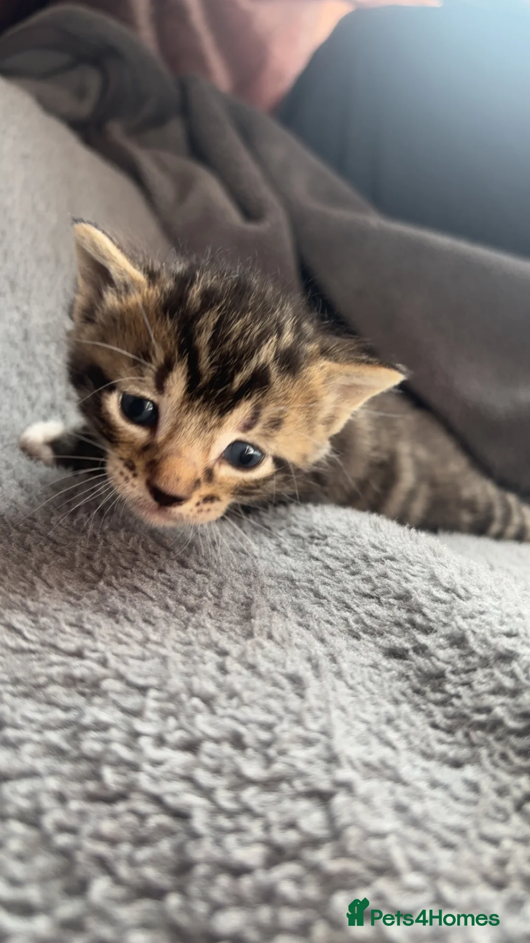 Mixed Breed cats for sale: **BEAUTIFUL KITTENS FOR SALE** in Smethwick - Advert 6