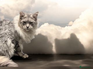 Maine Coon cats TICA High silver Maine coon stud in Brighouse - Advert 11