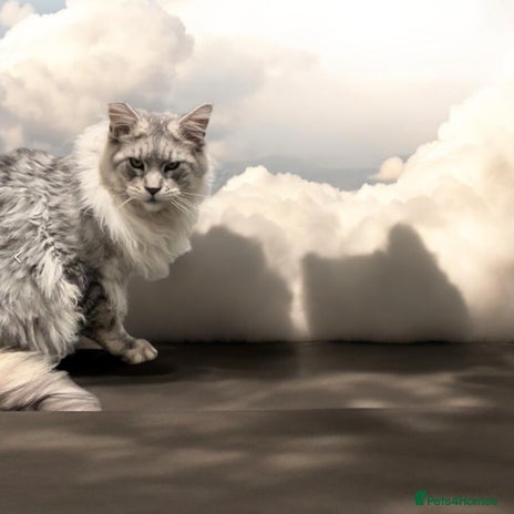 Maine Coon cats TICA High silver Maine coon stud in Brighouse - Advert 18