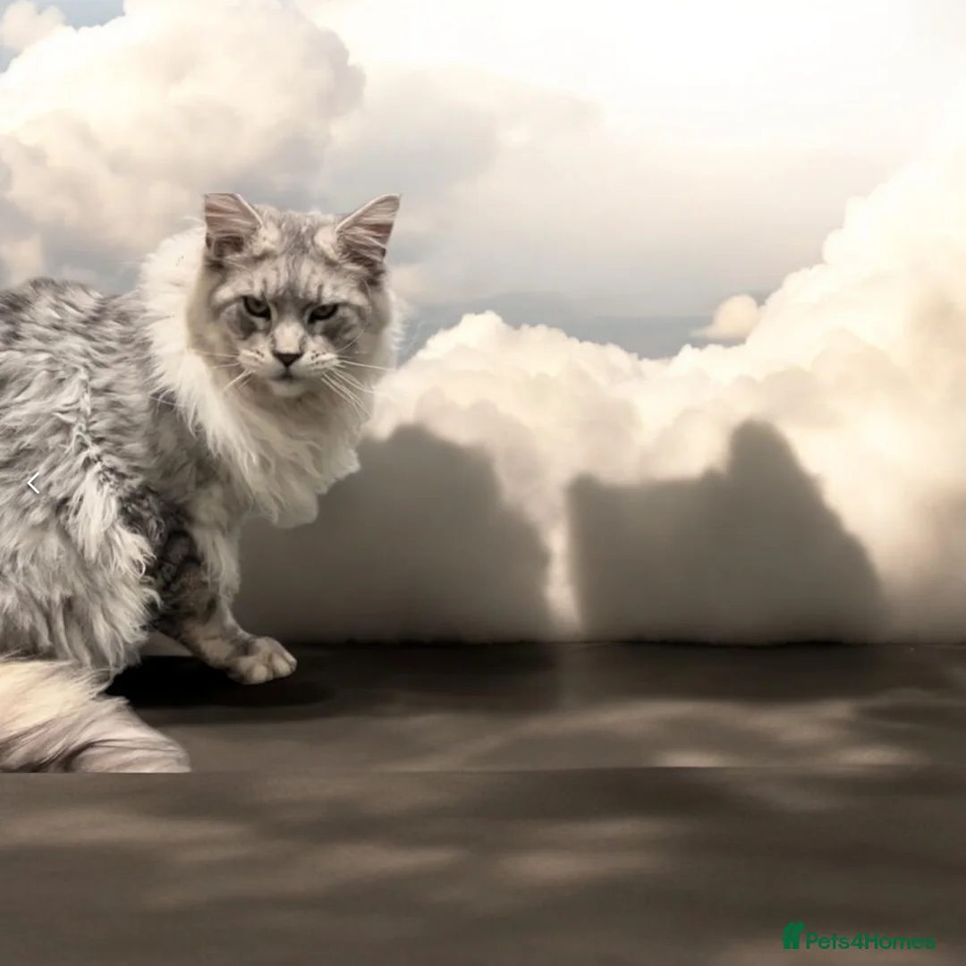 Maine Coon cats for stud: TICA High silver Maine coon stud in Brighouse - Advert 1