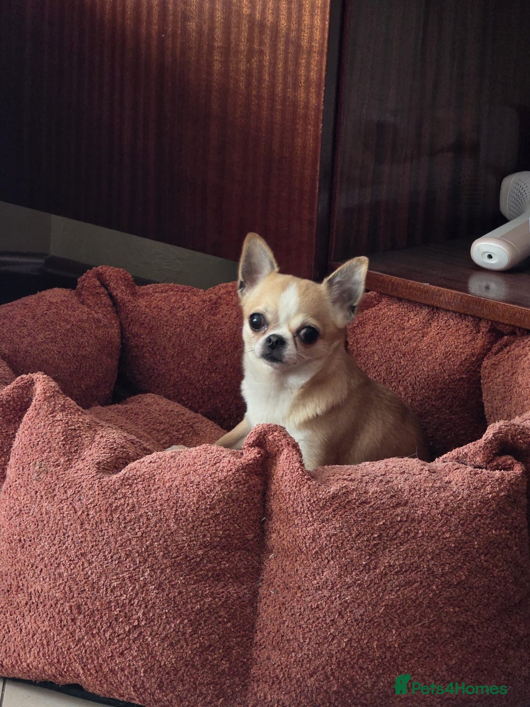 Chihuahua dogs for sale: Beautiful Tiny Chihuahua puppies  - Image 16