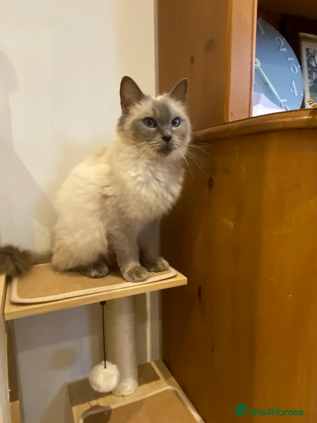 Ragdoll cats for sale: Beautiful GCCF registered ragdoll retired queen  - Advert 3