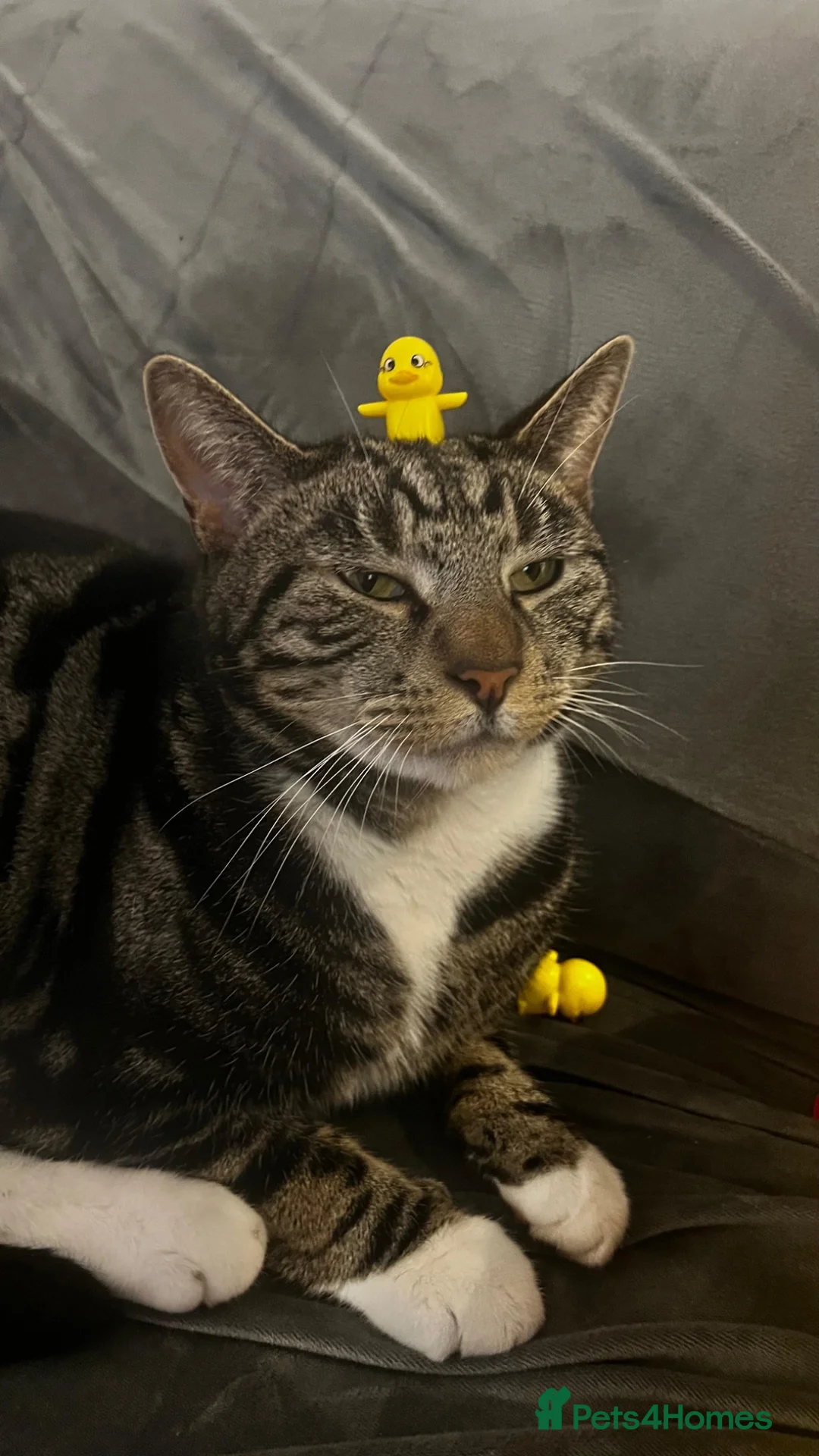 Mixed Breed cats for sale: Mixed breed handsome 3 year old cat - Advert 2