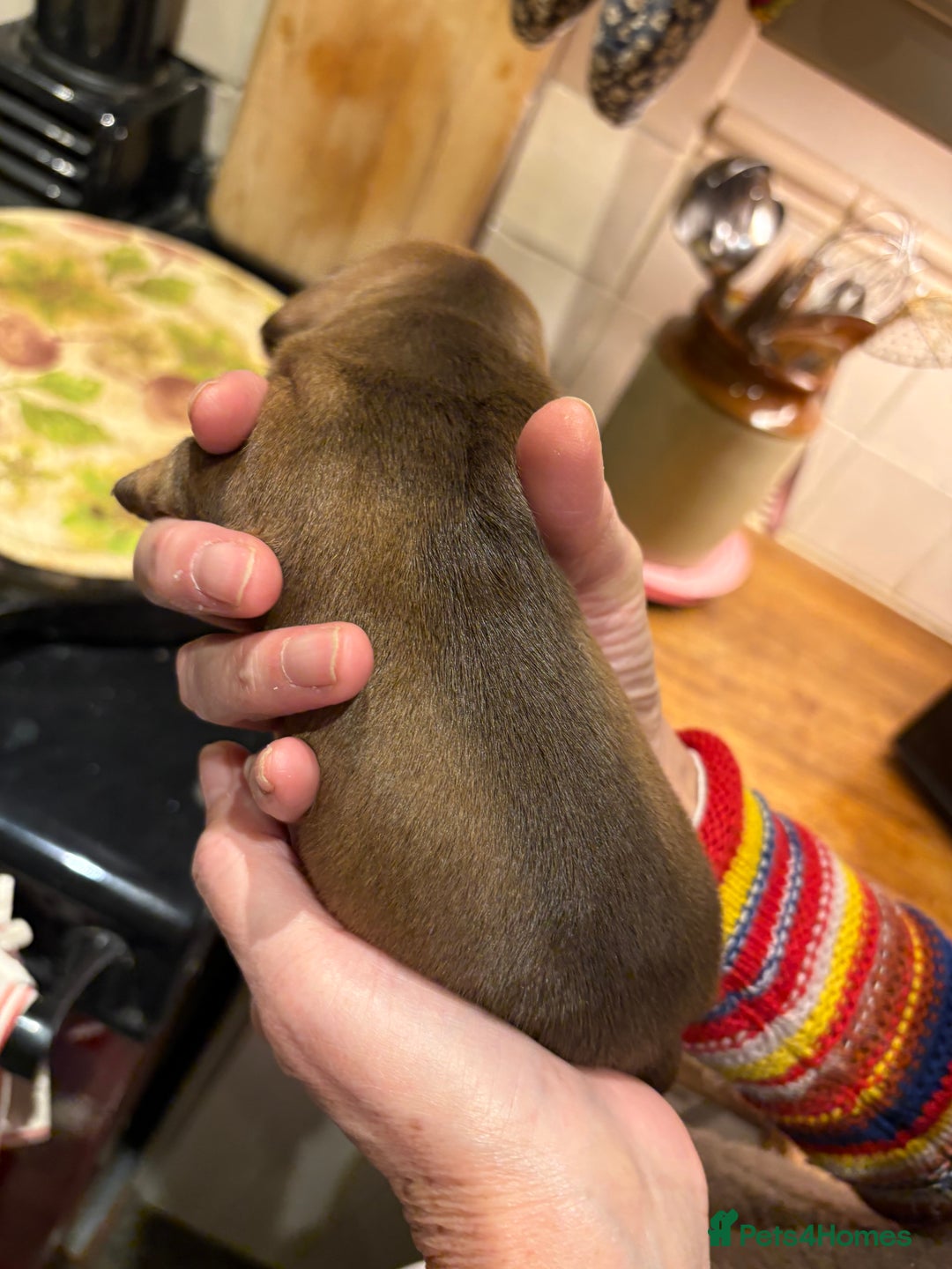 Miniature Dachshund dogs for sale: Smooth Miniature Daschund puppies  - Advert 14