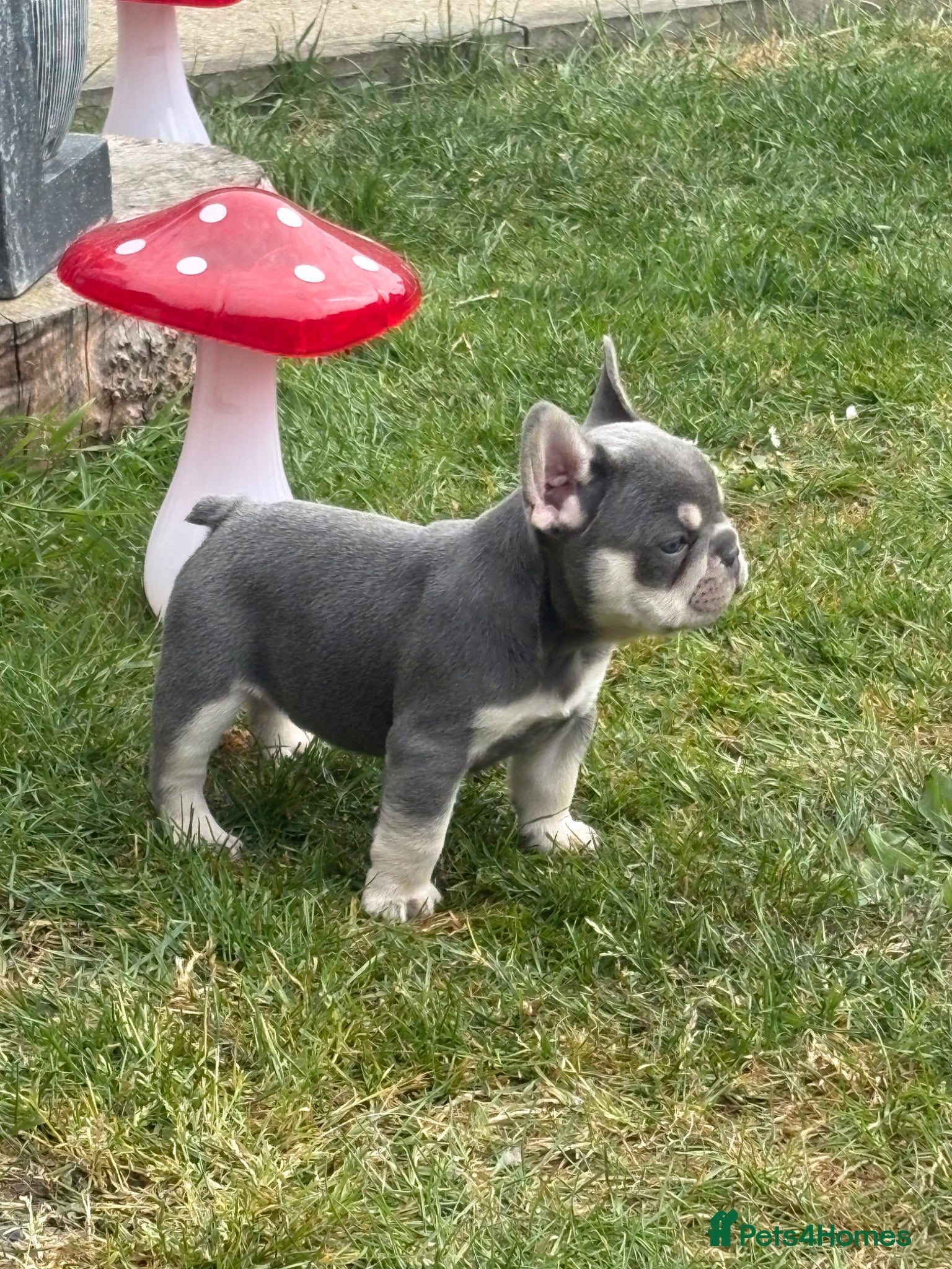 French Bulldog dogs Stunning 3rd generation French Bulldog puppies - Advert 1