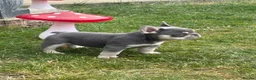 French Bulldog dogs for sale: Stunning 3rd generation French Bulldog puppies - Advert 1