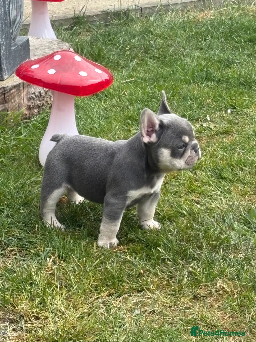 French Bulldog dogs for sale: Stunning 3rd generation French Bulldog puppies - Advert 1