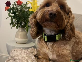 Cockapoo dogs Proven F1 apricot Cockapoo stud! in Plymouth - Advert 2