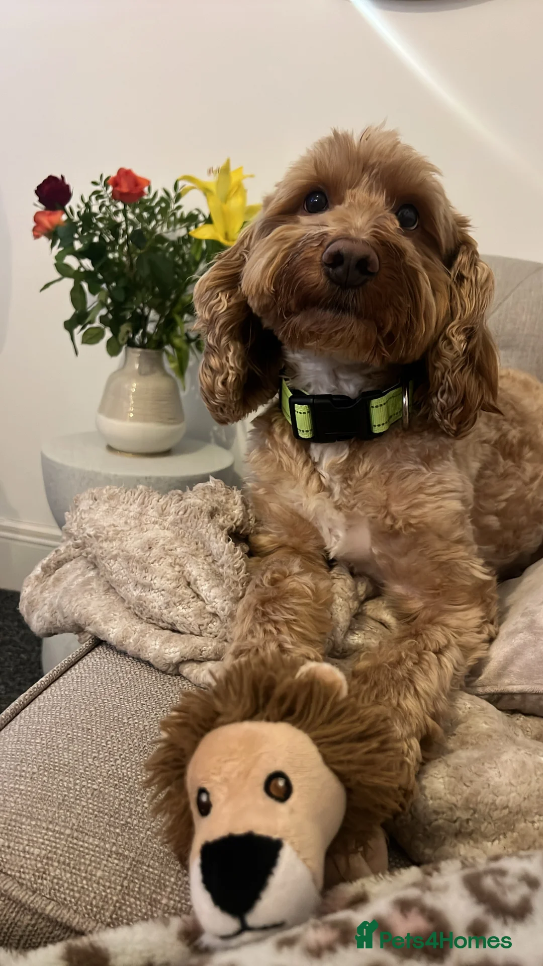 Cockapoo dogs for stud: Proven F1 apricot Cockapoo stud!  in Plymouth - Advert 1