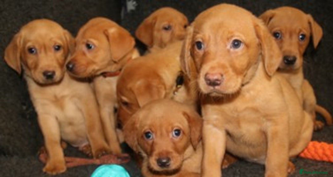 Labrador Retriever dogs for sale: Red Fox Labs : Health Checked-KC Reg-FTCH Pedigree - Image 8