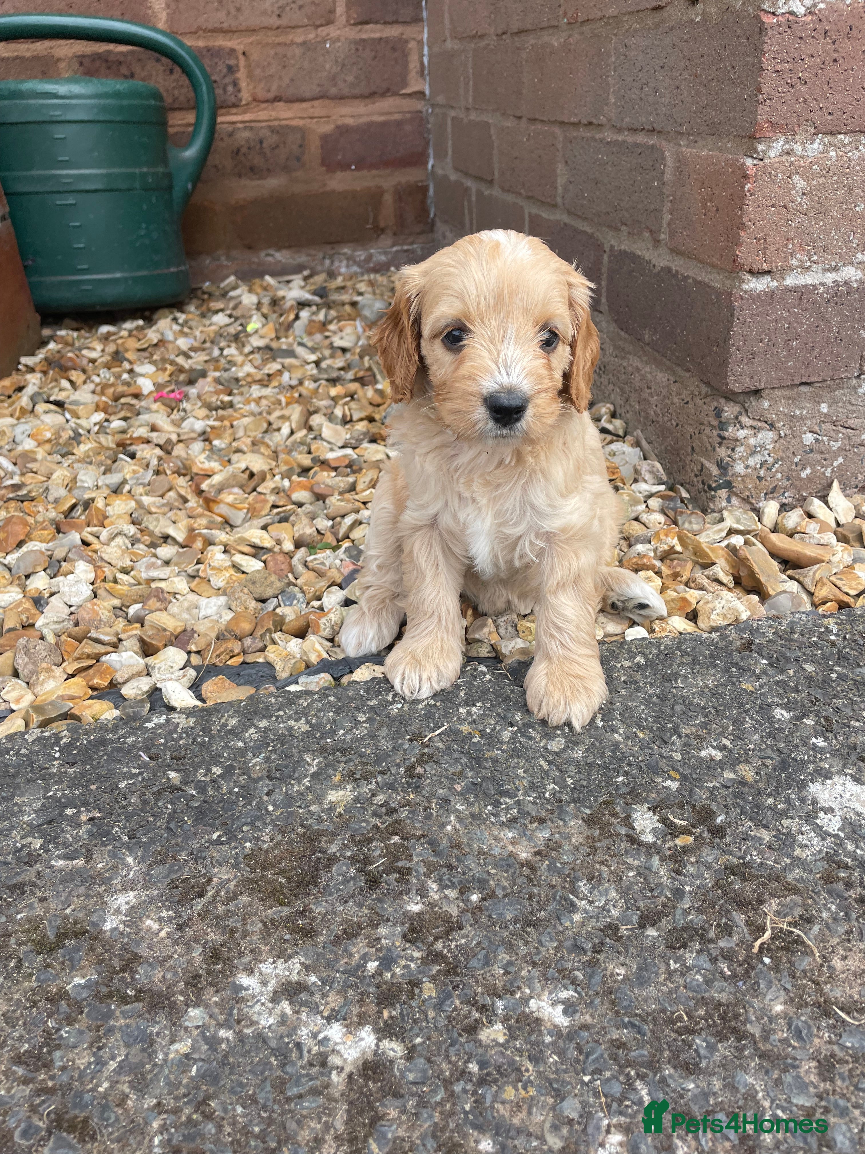 Cockapoo dogs Cockapoo puppies - Advert 2