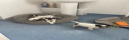 Mixed Breed dogs for sale: 3 male pups  in Pembroke - Advert 16