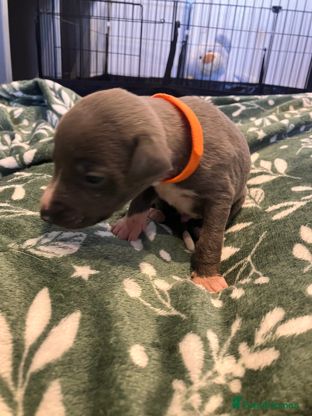 Whippet dogs for sale: Beautiful whippet puppies  - Advert 9