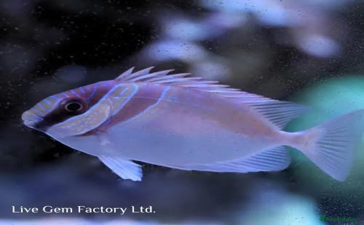 Other/Mixed Breed fish - Advert 5