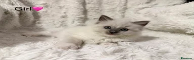 Ragdoll 4 Girl 