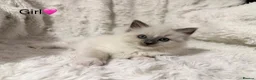 Ragdoll cats for sale: 🐾 STUNNING RAGDOLL KITTENS FOR SALE 🐾 in Milton Keynes - Advert 5