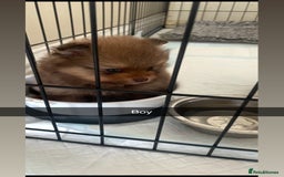 Pomeranian dogs for sale: Pomeranian puppy’s  - Image 6