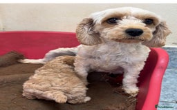 Cavapoo dogs for sale: F1 Sable Cockapoo litter arrived - Image 5