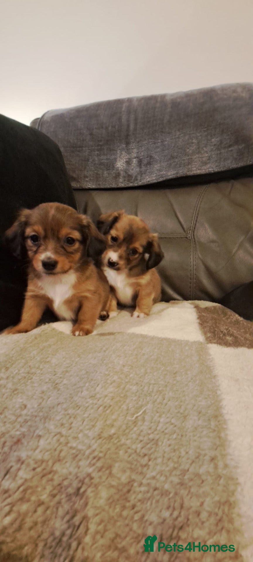 Mixed Breed dogs Jack-chi x dachshund puppies - Advert 1