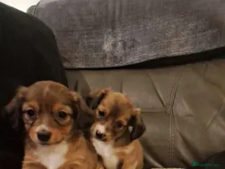 Mixed Breed dogs Jack-chi x dachshund puppies - Advert 1