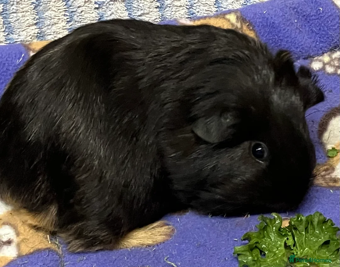 Guinea Pig rodents for sale: Baby Smooth-haired guinea pig sow. - Advert 4