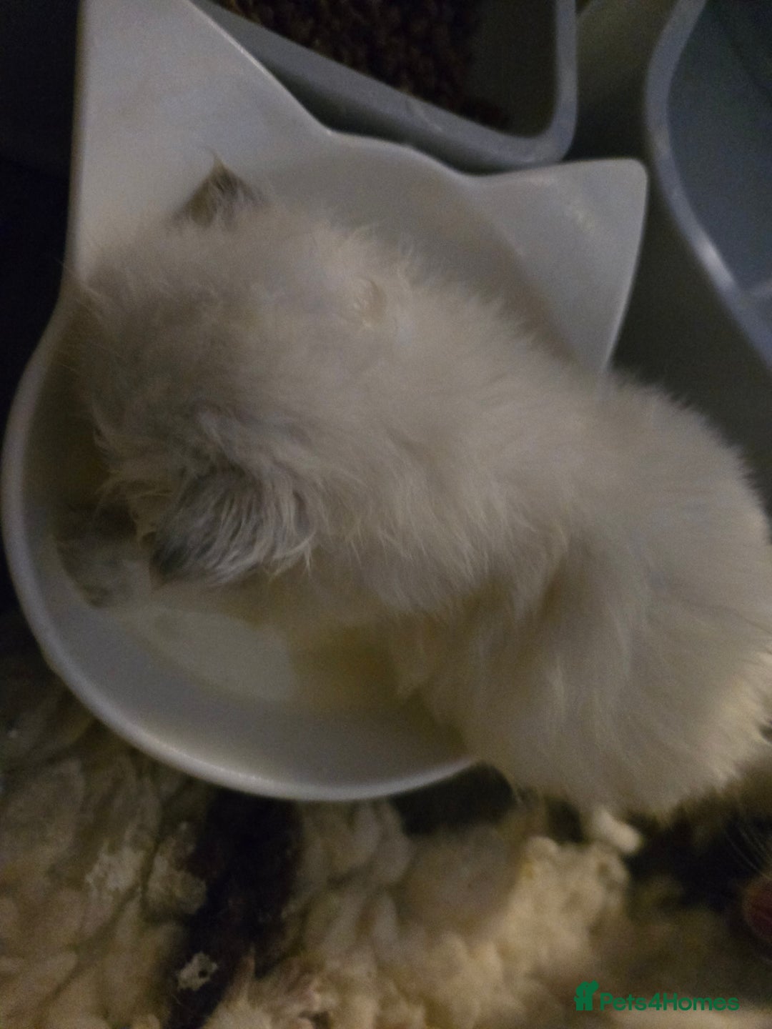 Ragdoll cats for sale: GCCF Beautiful Ragdoll Kittens - Image 28