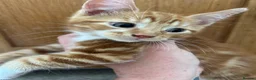 Domestic Shorthair cats for sale: Two stunning ginger kittens for sale.  in Basingstoke - Advert 12