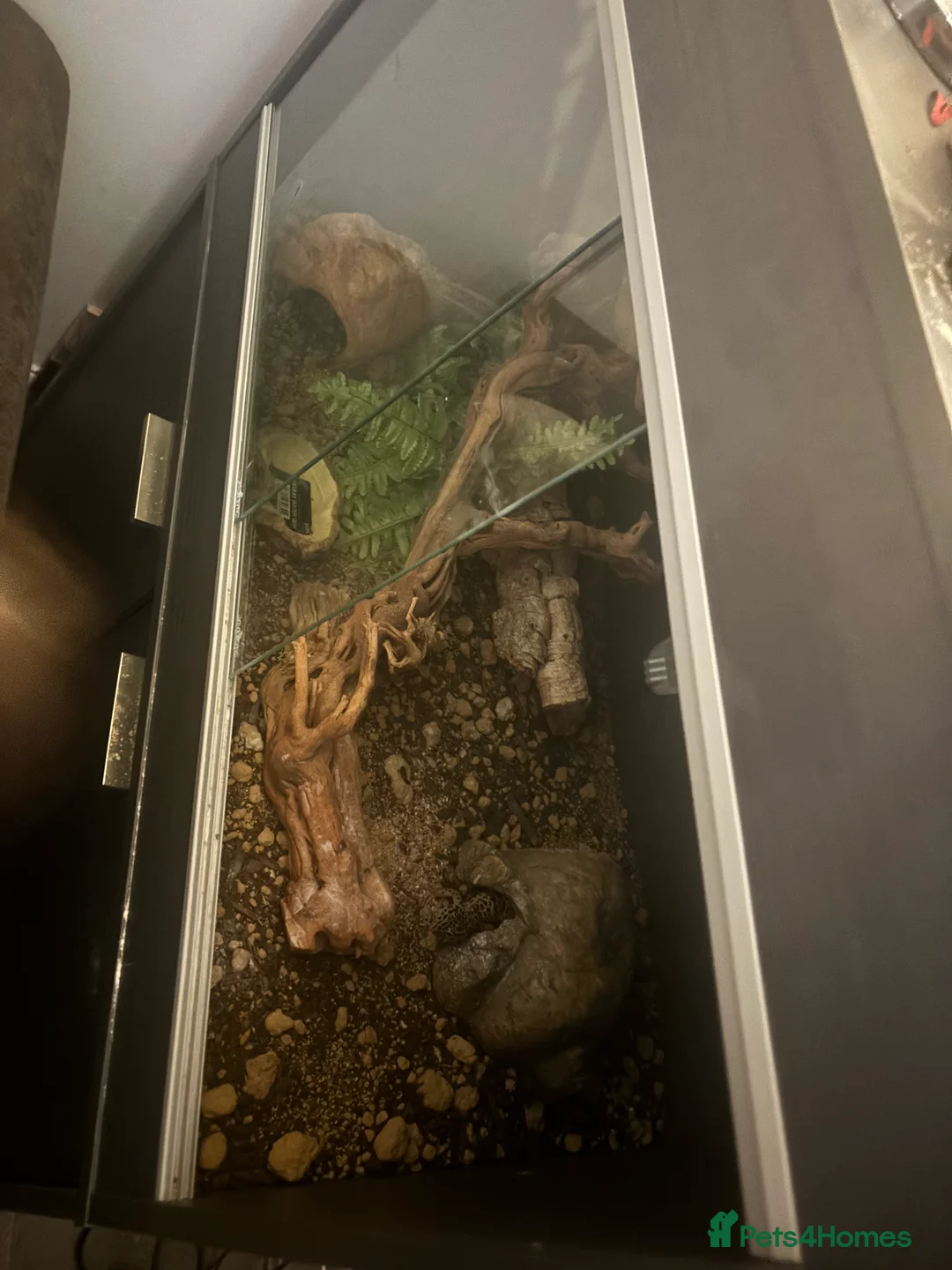 Leopard Gecko reptiles for sale: Male leopard gecko  - Advert 1