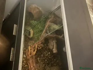 Leopard Gecko reptiles Male leopard gecko - Advert 1