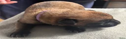 Belgian Shepherd Dog dogs for sale: Exceptional Belgian Malinois Puppies in Denbigh - Advert 8