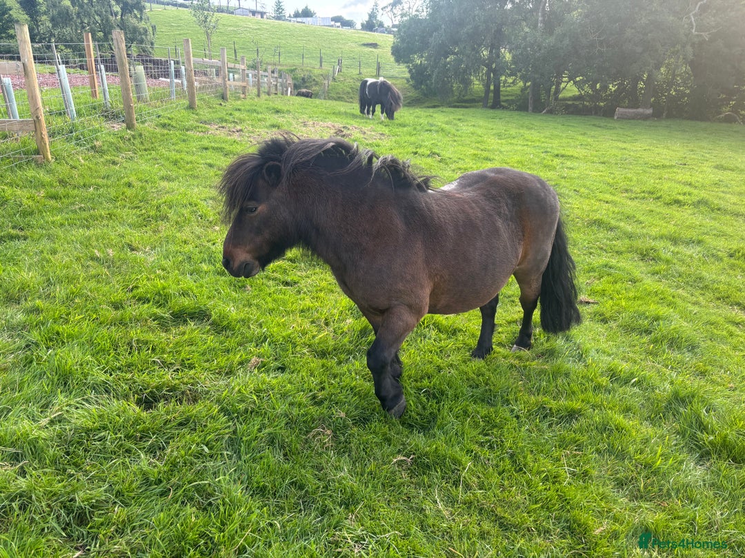 Shetland pony horses for sale: Two legends for sad sale  - Advert 2