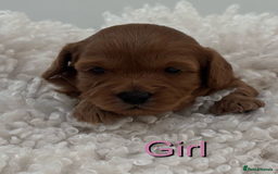 Cavapoo dogs for sale: EXTENSIVELY HEALTH TESTED Toy Cavapoos - Image 7