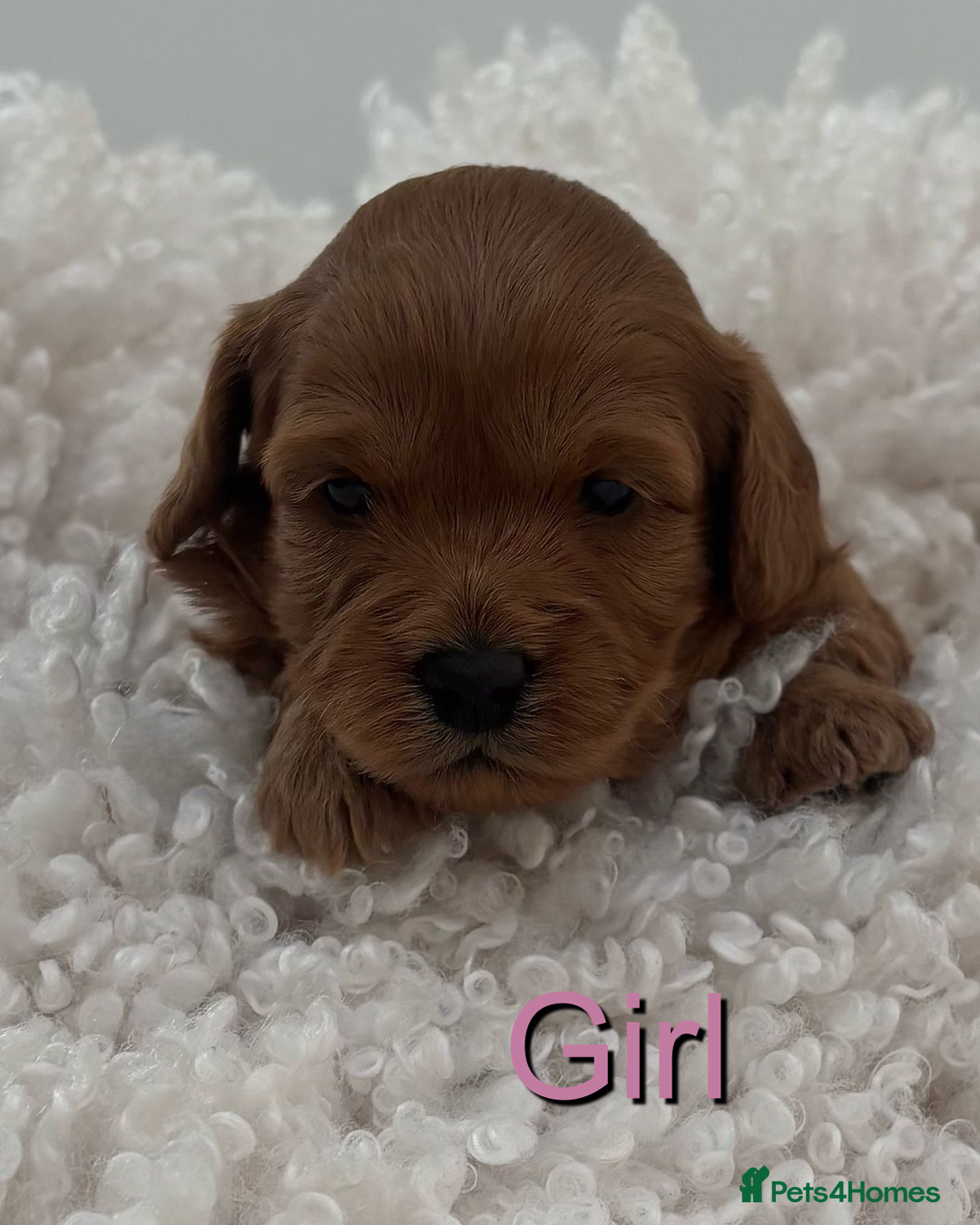 Cavapoo dogs for sale: EXTENSIVELY HEALTH TESTED Toy Cavapoos - Image 7