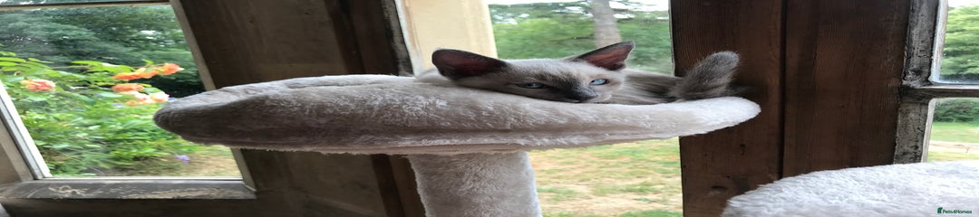 Tonkinese Kitten 1